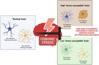 Involvement of brain cell phenotypes in stress-vulnerability and resilience